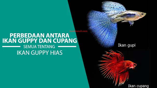 Mengapa Guppy dan Cupang di Cilacap Menjadi Favorit Warga?